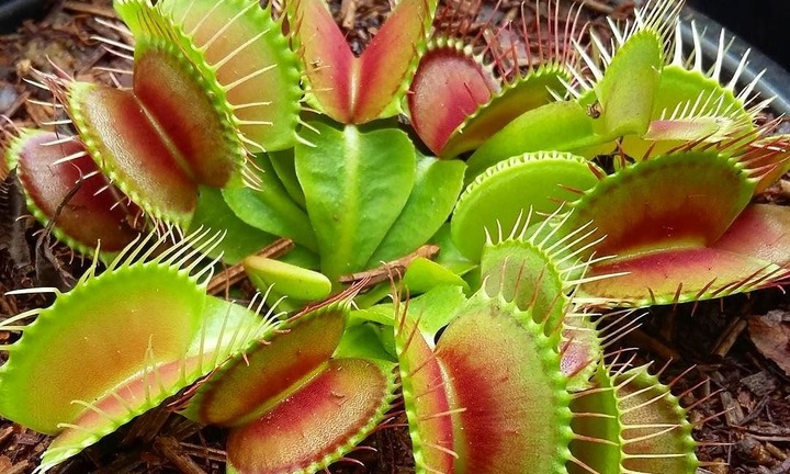 Có nên trồng cây hoa ăn thịt trong nhà không?