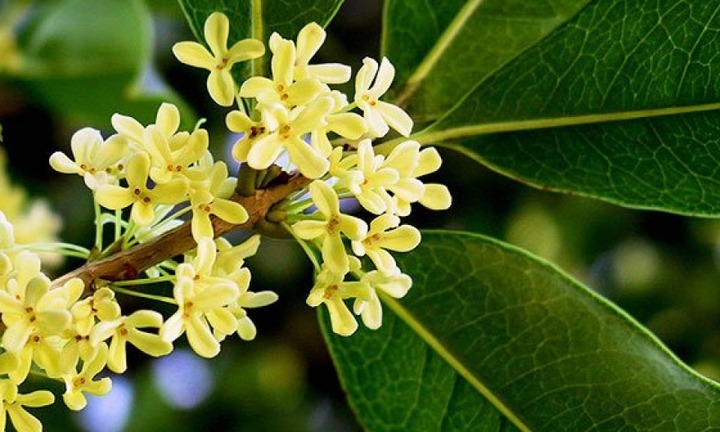 Có nên trồng cây hoa mộc hương trong nhà?