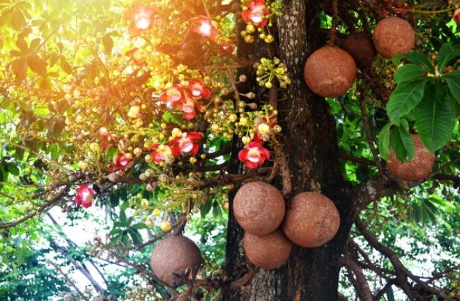 Có nên trồng cây sala ở trước nhà không?