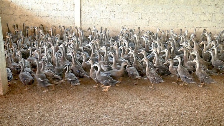 Anh nông dân mỗi năm thu nửa tỷ nhờ nuôi loài đặc sản 