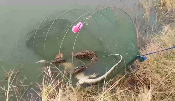 Đi kéo bẫy tôm, ngư dân 