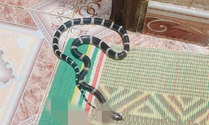 Cách phòng tránh rắn độc bò vào nhà giữ an toàn mùa mưa lũ