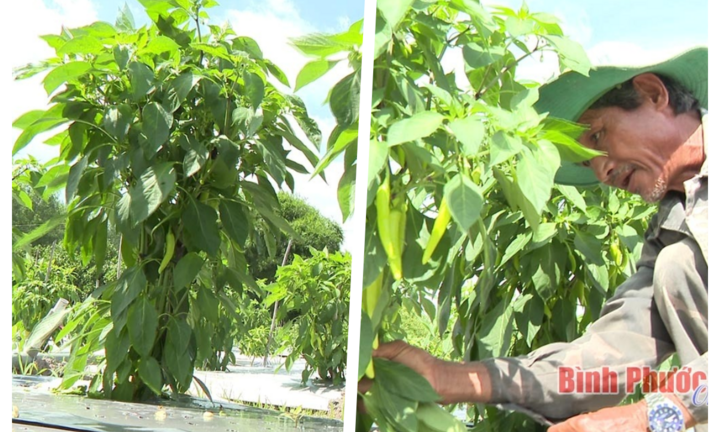 Lãi 500 triệu mỗi vụ nhờ trồng loại quả dùng làm gia vị, chứa nhiều vitamin hơn cả cà chua