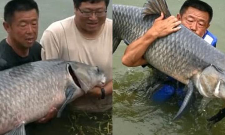 Câu trúng cá chép khổng lồ 75kg, ngư dân bị kéo xuống hồ 6 lần liên tiếp 