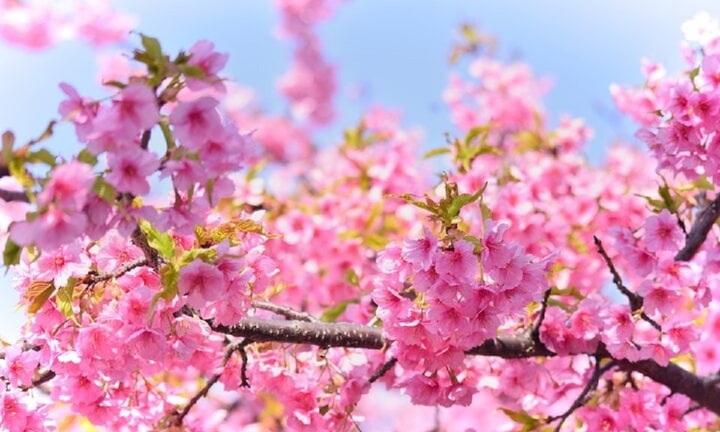 Hoa anh đào ở Nhật Bản nở vào tháng mấy?
