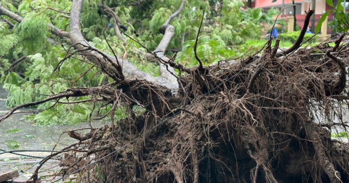 Hàng loạt cây xanh ở Hà Nội đổ gục do bão: Một đơn vị muốn mua cây về phục hồi
