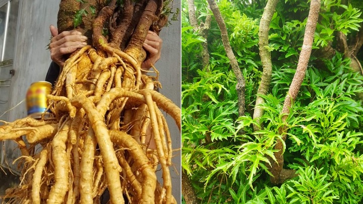 Nên ngâm củ đinh lăng tươi hay khô