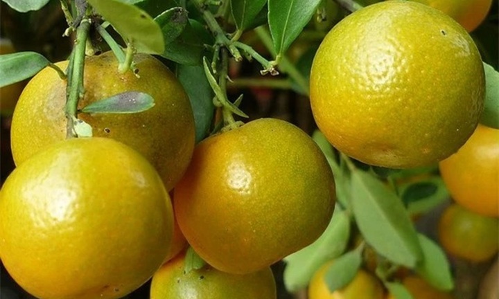 Chớ dại dột ăn quất nếu thuộc nhóm này kẻo 