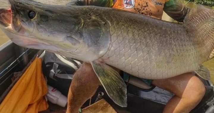 Clip: Khoảnh khắc cần thủ 75 tuổi vật lộn với cá 