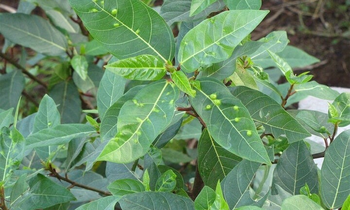 Loại lá mọc đầy ở Việt Nam là 