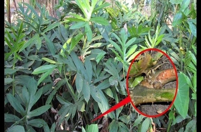 Uống nước mướp gai có tác dụng gì, uống bao nhiêu là đủ?