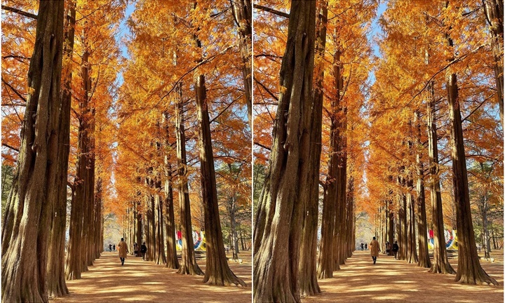 Bản đồ lá vàng mùa thu ở Hàn Quốc