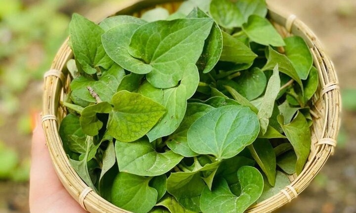 Loại rau bổ phổi mọc dại nhiều nơi ở Việt Nam
