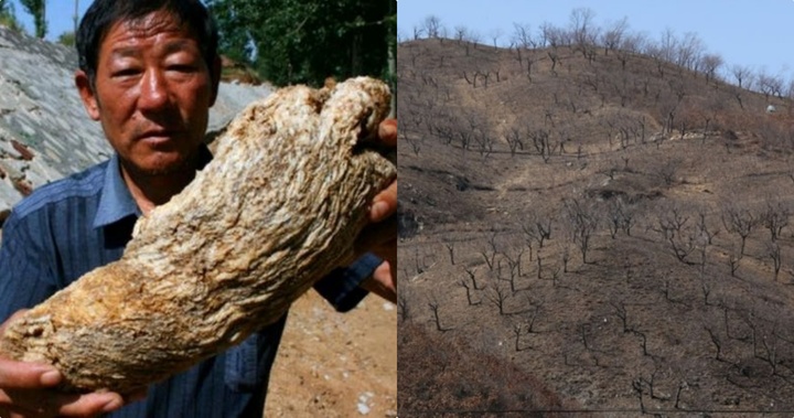 Đi rừng, lão nông tìm thấy “kho báu” hiếm, đổi đời sau 1 đêm