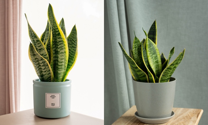 Cây lưỡi hổ nên trồng trong chậu to hay chậu nhỏ?