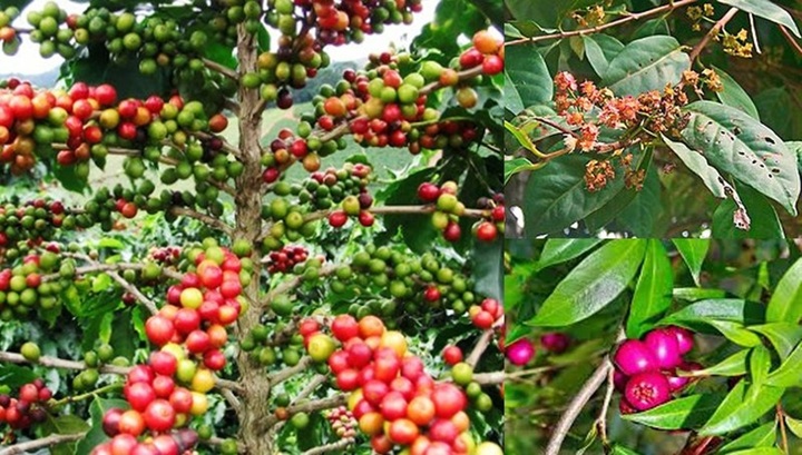 Cây sắn thuyền và 7 công dụng cực tốt cho sức khỏe ít ai biết đến