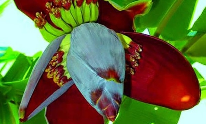 Tác hại của hoa chuối