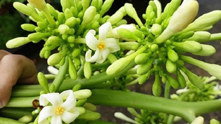 Chớ dại dùng hoa đu đủ đực nếu thuộc 6 nhóm người này!