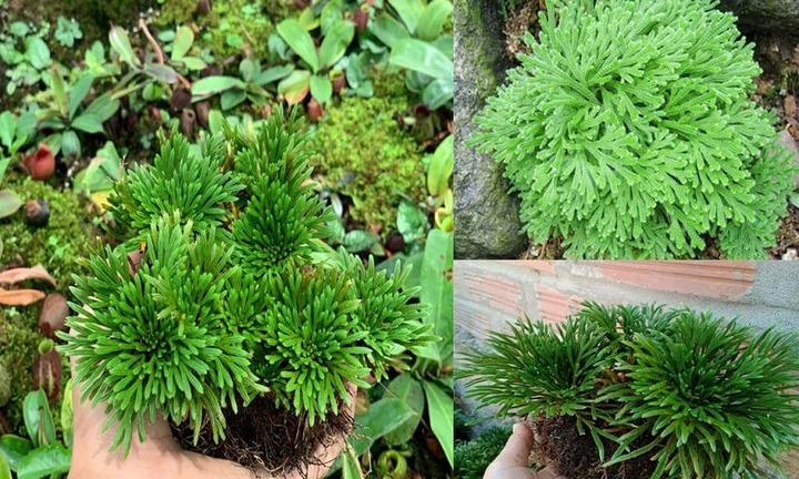 Tác dụng của cây trường sinh thảo đối với sức khỏe