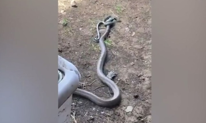 Clip: Nghe tiếng động lạ, người phụ nữ chứng kiến cảnh tượng 