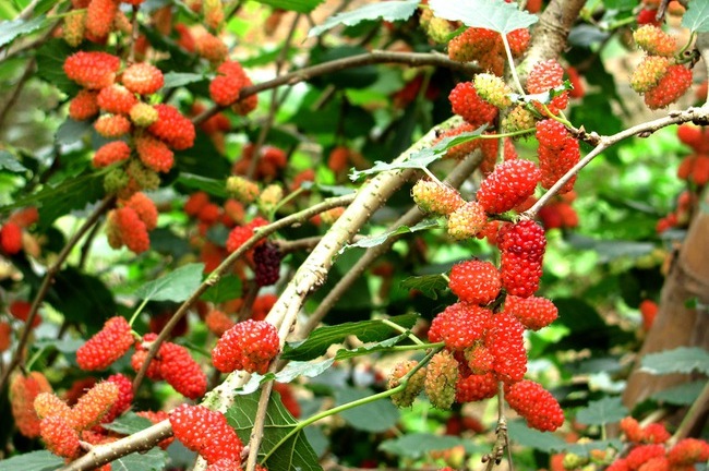 Có nên trồng cây dâu tằm trước nhà?