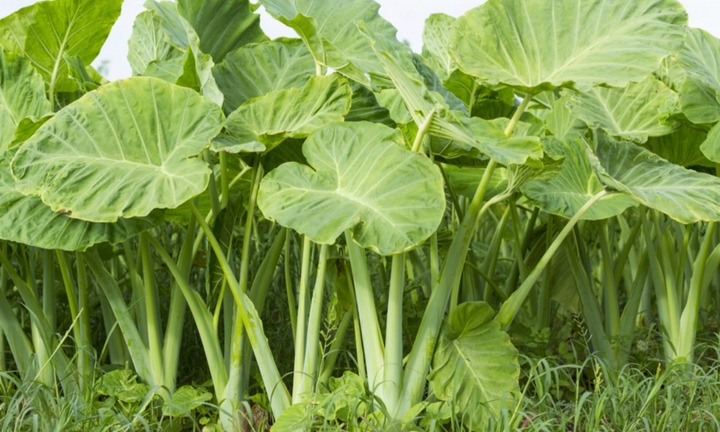 Dọc mùng được ví như 