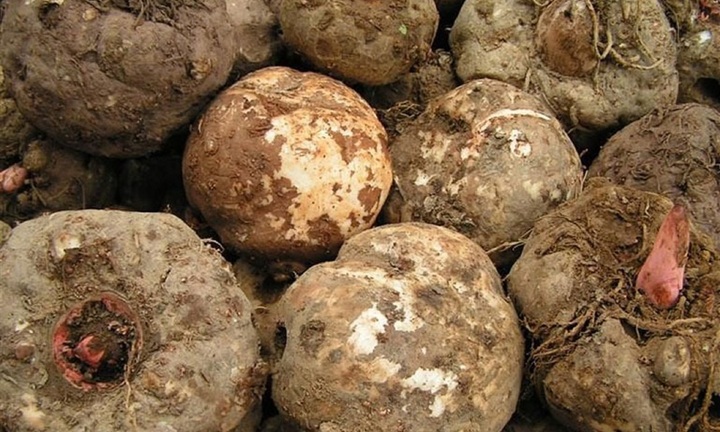 Công dụng chữa bệnh không ngờ tới của cây khoai nưa