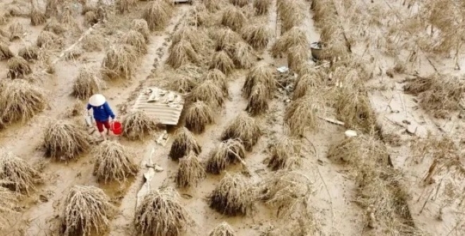 Hà Nội: Đề xuất hỗ trợ người trồng đào, quất bị ảnh hưởng bởi bão Yagi