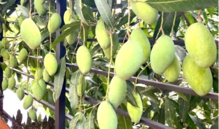 Cây nhà hàng xóm vươn sang ranh giới đất nhà mình thì có được tự ý hái quả?