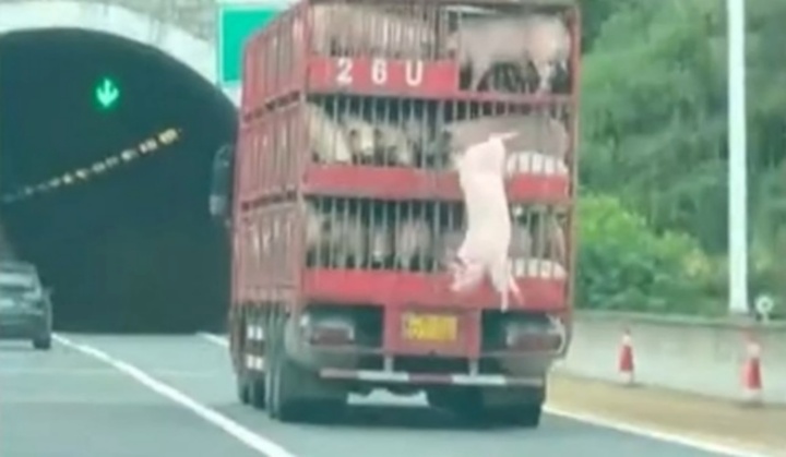 Clip: Lợn bất ngờ