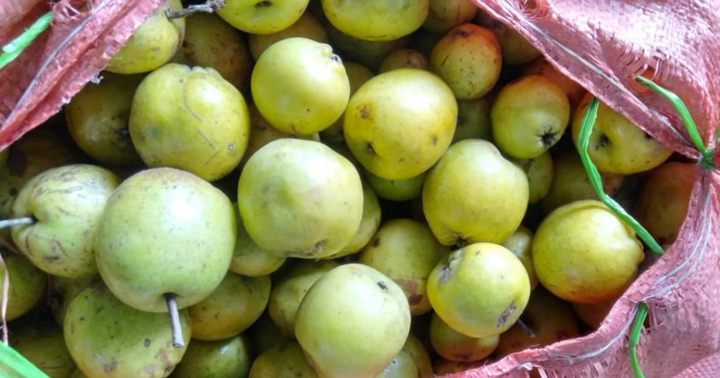 Thùng táo mèo lạ thường tố cáo bí mật 