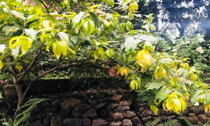 Có nên trồng cây hoa dẻ trong nhà?