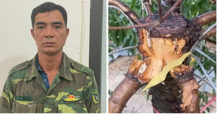 Bắt khẩn cấp thủ phạm hủy hoại hàng trăm cây đào thế, hé lộ lời khai gây phẫn nộ