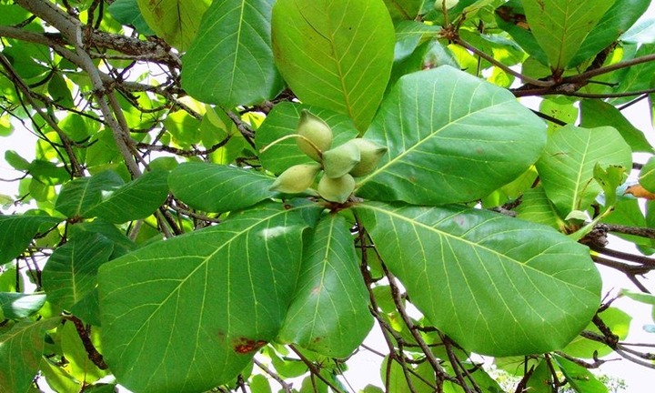 Có nên trồng cây Bàng trước nhà không?