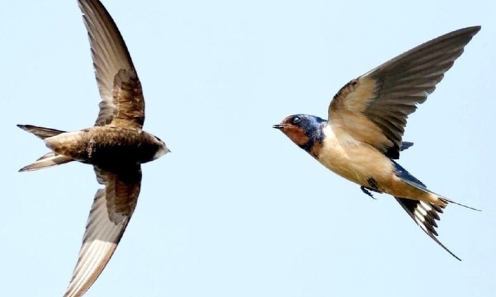 Giải mã bí ẩn chim yến bay liên tục nhiều tháng không cần hạ cánh