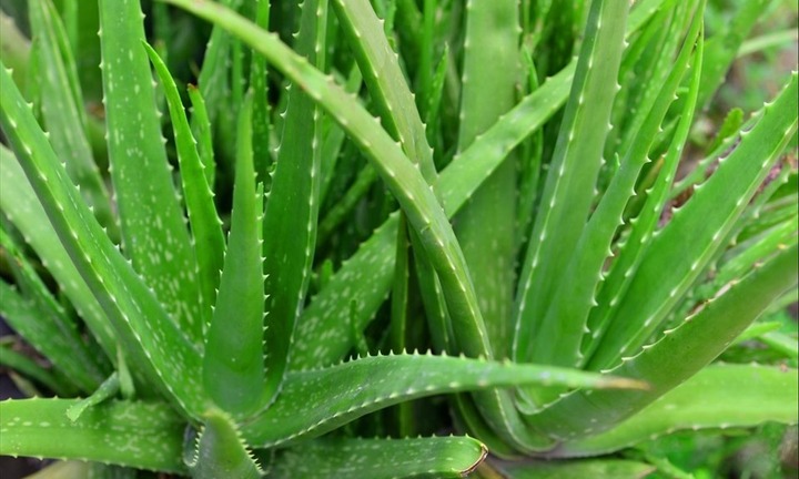 Trồng cây nha đam trước nhà có tốt không?