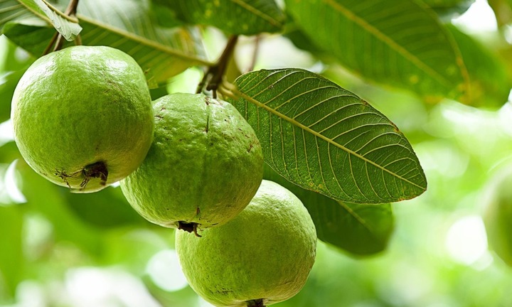 Trồng cây ổi trước nhà có tốt?