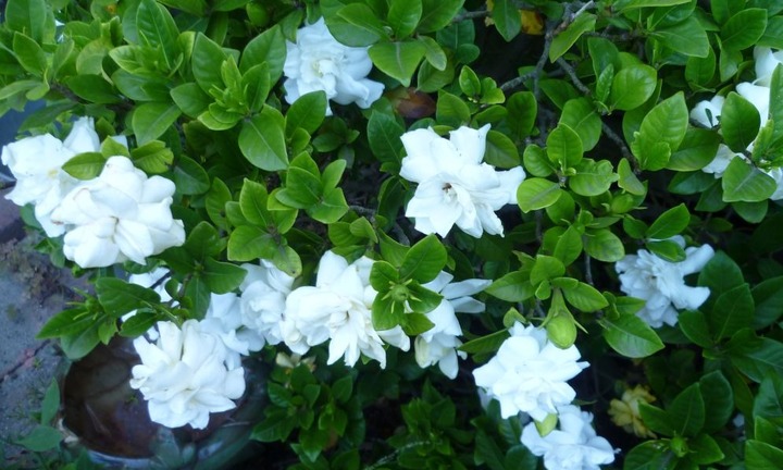 Trồng hoa nhài trước nhà có tốt không?