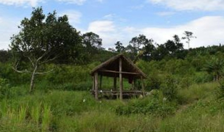 Bi kịch Tình- Tiền: Thi thể thiếu nữ 18 mang thai trên cây mít, dấu vết 