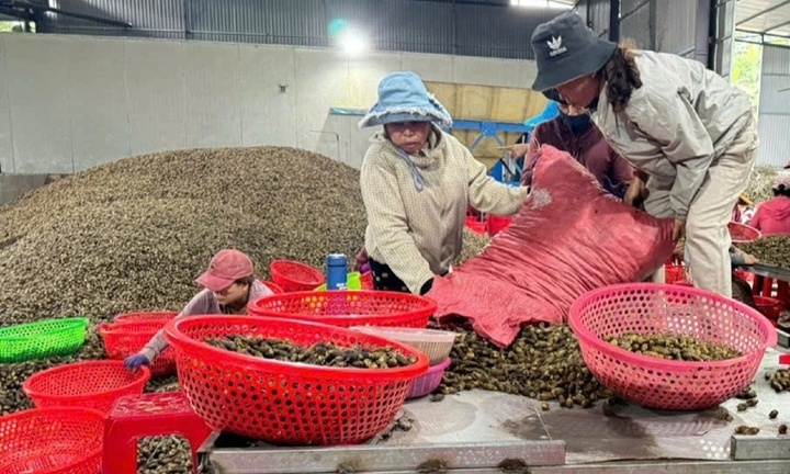 Thương lái Trung Quốc hạn chế mua, giá cau tươi Việt Nam lao dốc chóng mặt