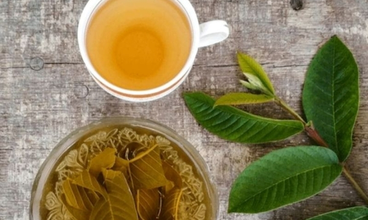 Uống nước lá ổi nhiều có tốt không?