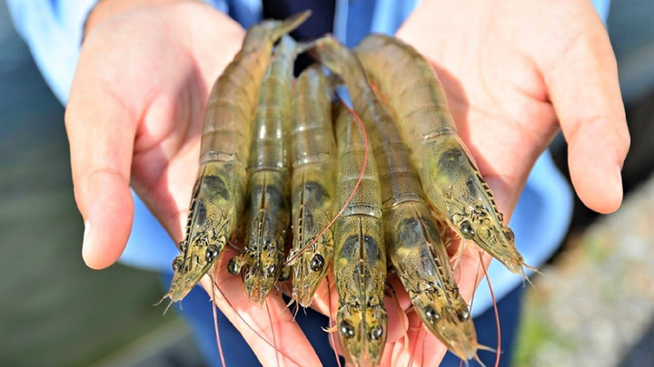 Top 5 các doanh nghiệp xuất khẩu tôm lớn nhất tại Việt Nam