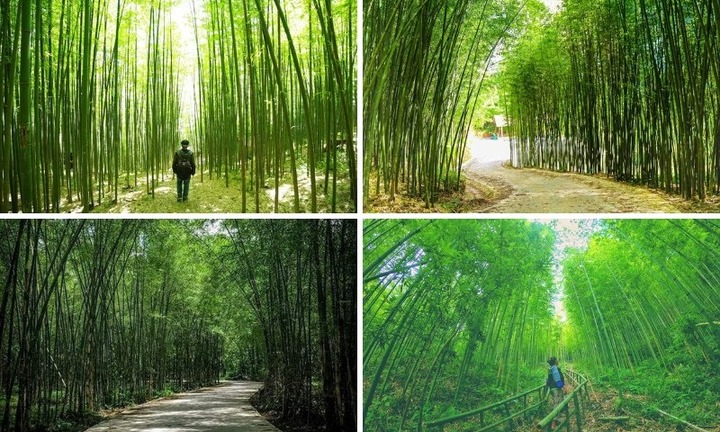 Đắm chìm trong rừng trúc trùng điệp xanh mướt tại Cao Bằng