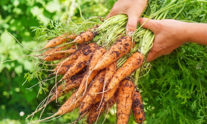 Cà rốt - loại củ mùa đông tăng cường miễn dịch nhưng ai không nên ăn?