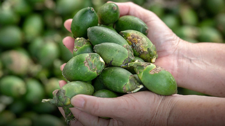 Trung Quốc thiếu hàng chi hơn 730 tỷ đồng mua cau Việt Nam