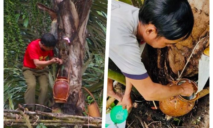 Làm giàu bằng nghề độc lạ: Đục thân cây lấy ra 