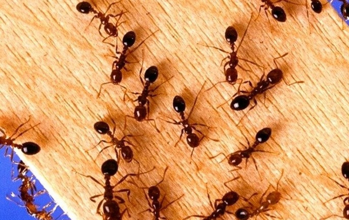 Uống nhầm thuốc diệt kiến do con gái để trong tủ lạnh, người đàn ông đi cấp cứu