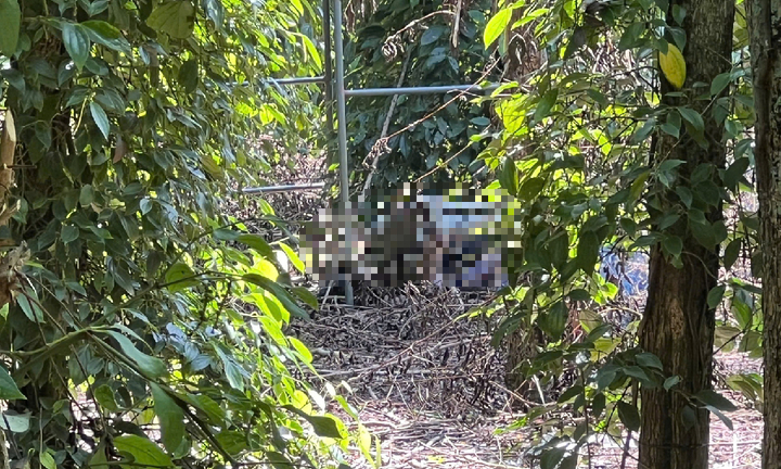 Điều tra vụ người đàn ông tử vong trong vườn tiêu ở Bình Phước