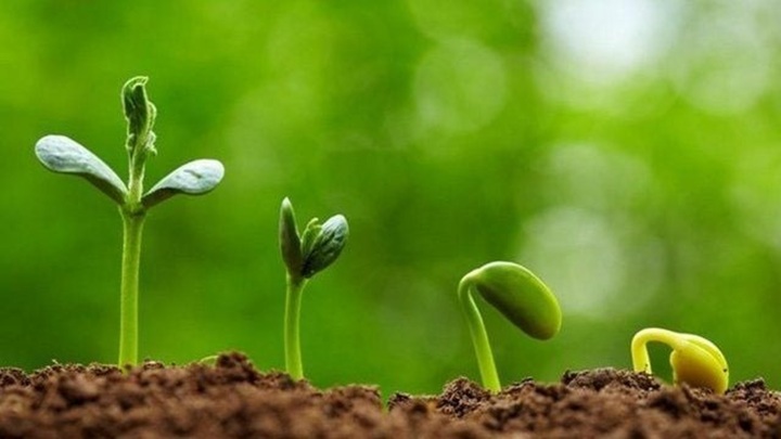 Củ, quả mọc mầm: Loại nào ăn được, loại nào không ăn được?