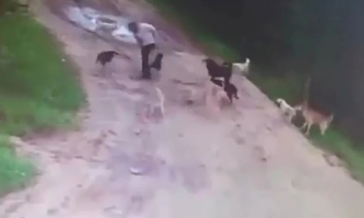 Clip: Hãi hùng 12 con chó hoang hung dữ  lao vào 